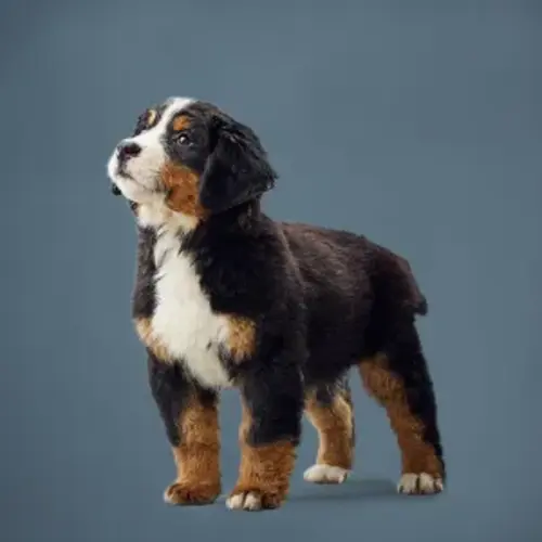 Large breed puppy hotsell