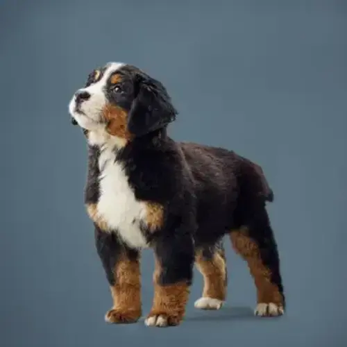 Feeding Large and Giant Breed Puppies