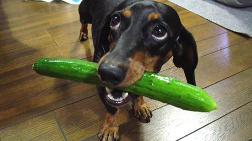 What to Watch for When Feeding Cucumbers to Your Dog