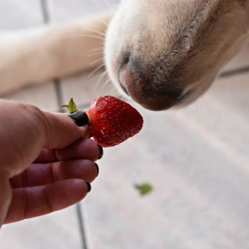 White Labrador retriever dog eating a strawberry fruit