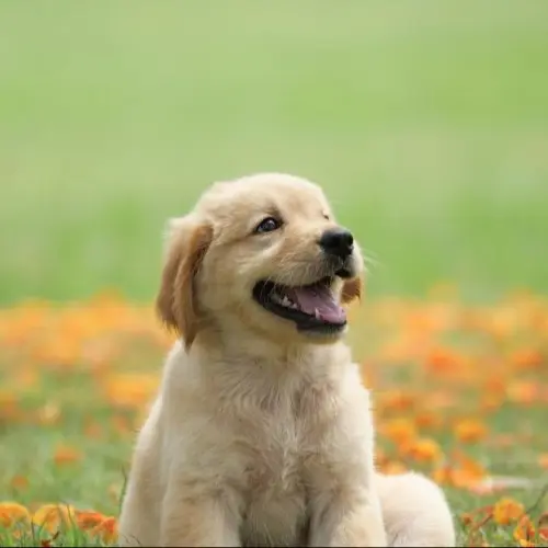 dog-puppy-on-garden-royalty-free-image-1586966191