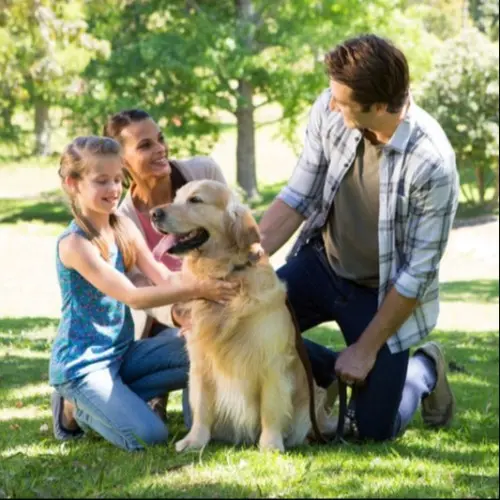Why do people like dogs?