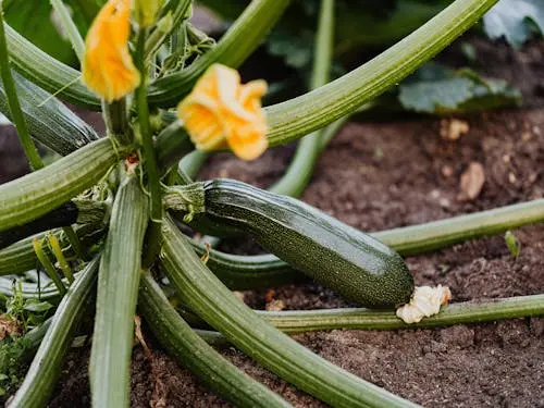 Zucchini plant