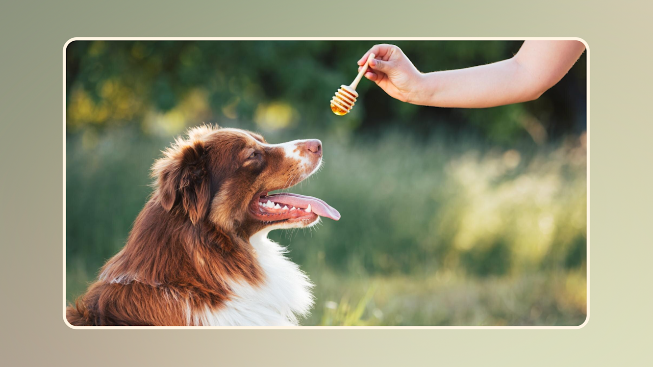 Hero Can Dogs Have Honey v1