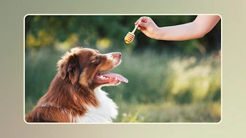 Hero Can Dogs Have Honey v1