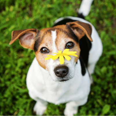 Jack Russel Terrier 