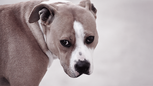 Blog Banner v8