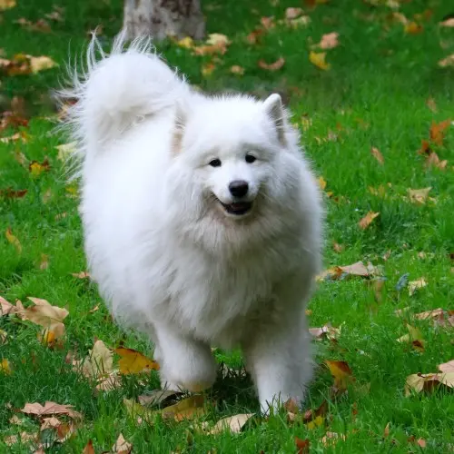White Fluffy Dog
