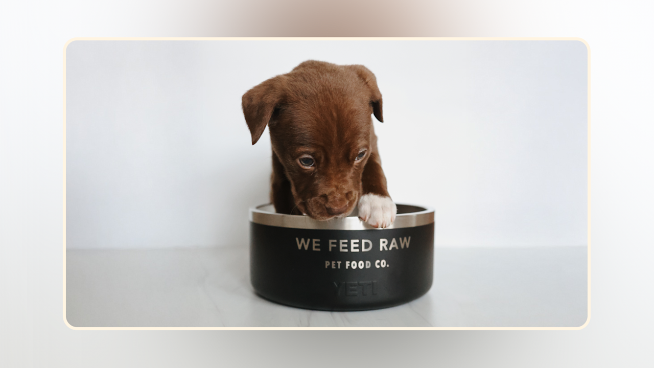 Hero Puppy Nutrition Perfected Find the Best Puppy Food v2