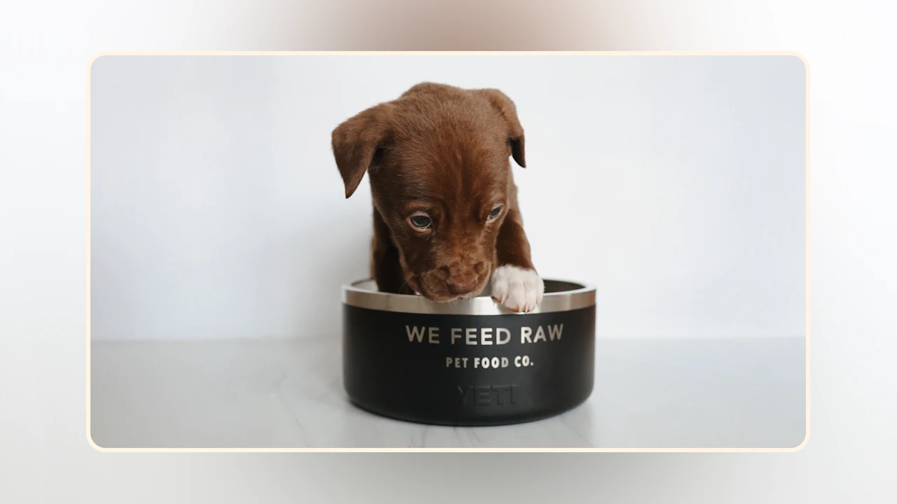 Hero Puppy Nutrition Perfected Find the Best Puppy Food v2