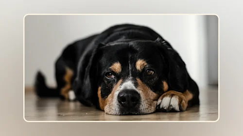 Hero Canine Cues Interpreting Displacement Behavior in Dogs v2