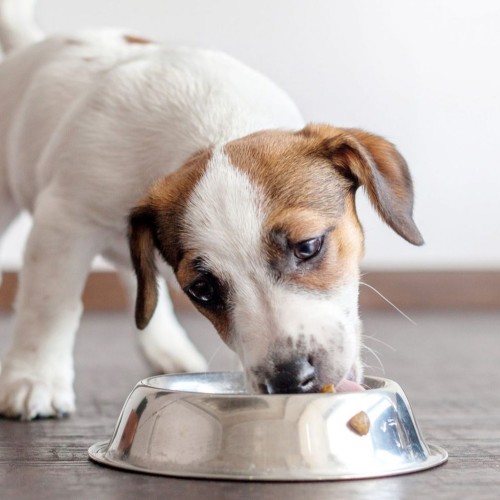 Dog food to outlet help firm up stool