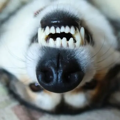 Dog Teeth
