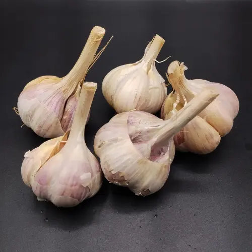 Organic Garlic