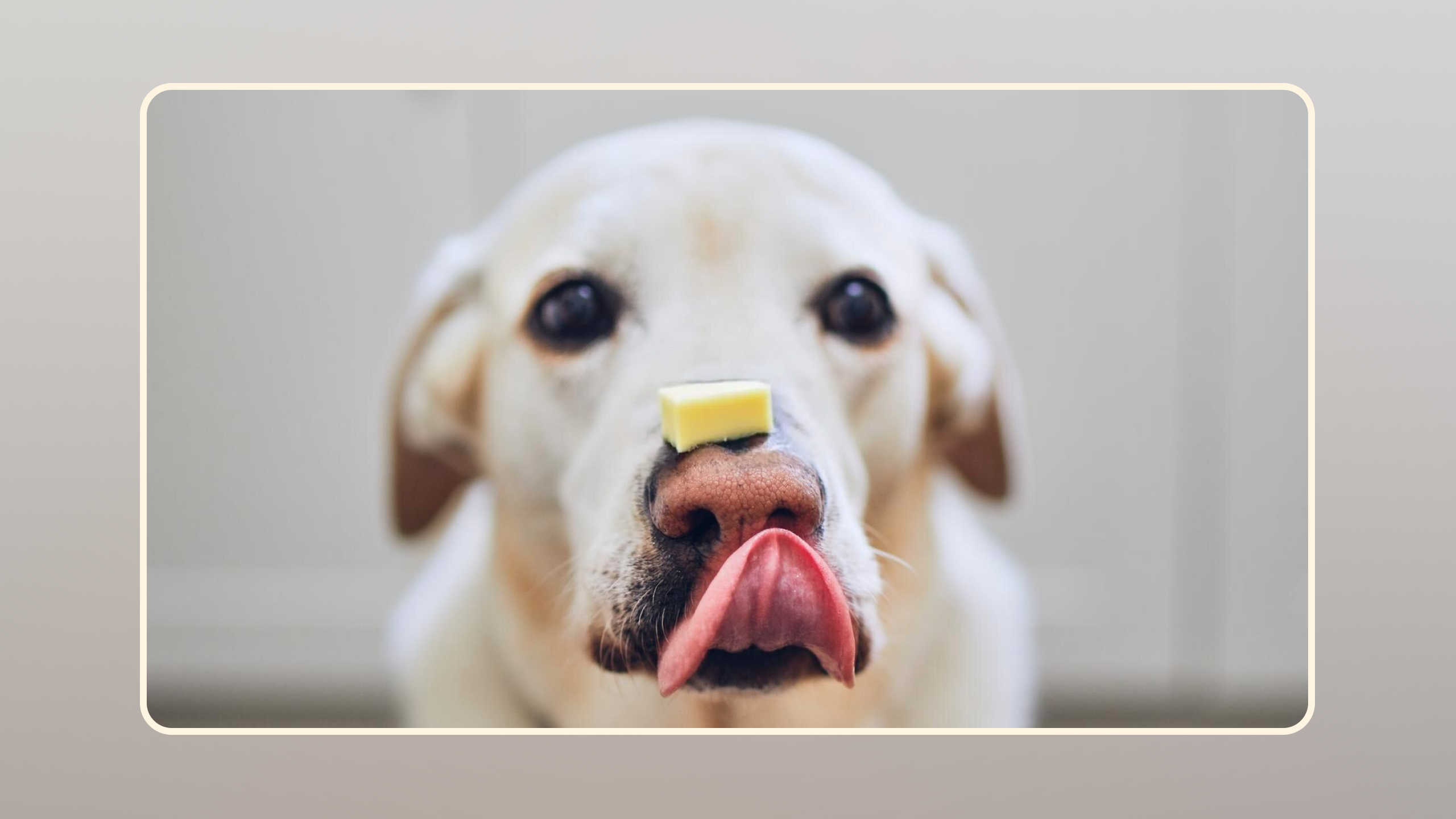 Hero Revealed The Surprising Truth About Dogs Eating Cheese v3