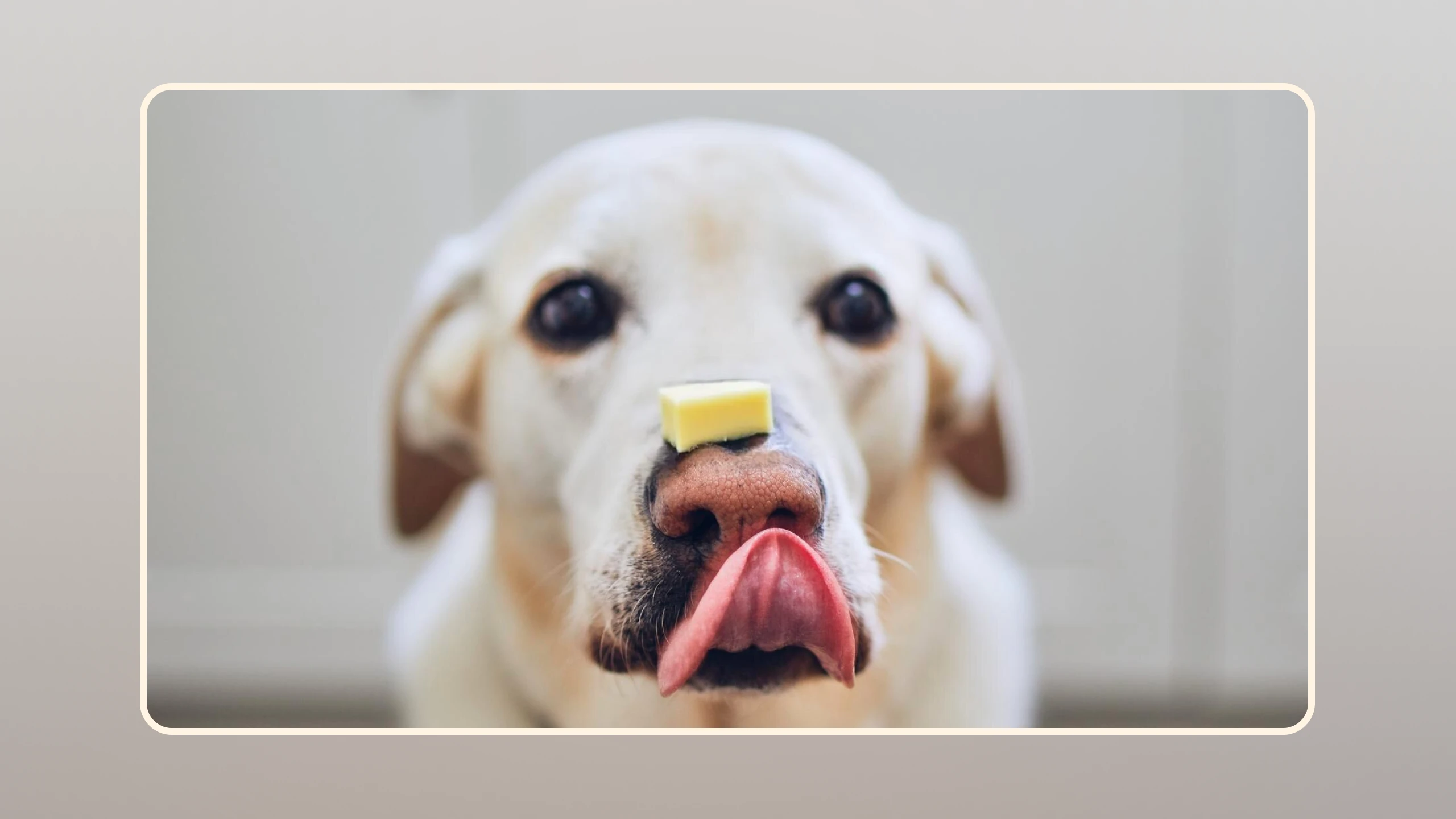 Hero Revealed The Surprising Truth About Dogs Eating Cheese v3