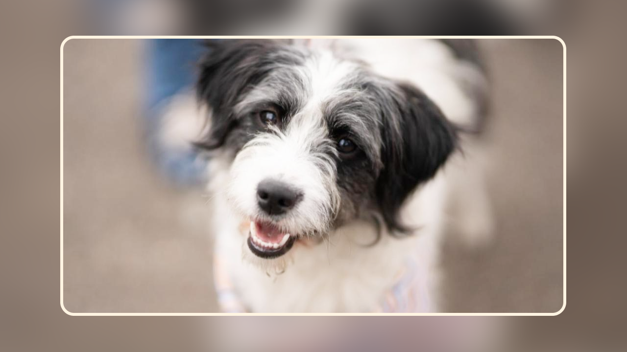 Raw Food Diet for Dogs