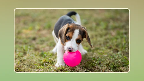 WFR New Puppy Feeding Guide 01