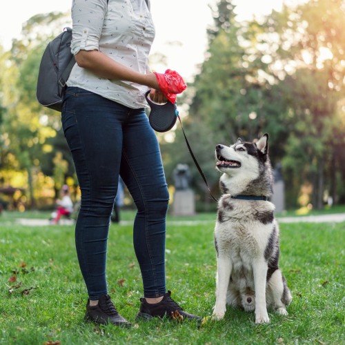 Bland diet for dogs hotsell with diarrhea