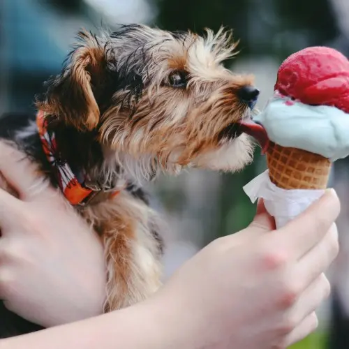 Foods That You should Never Feed Your Dog