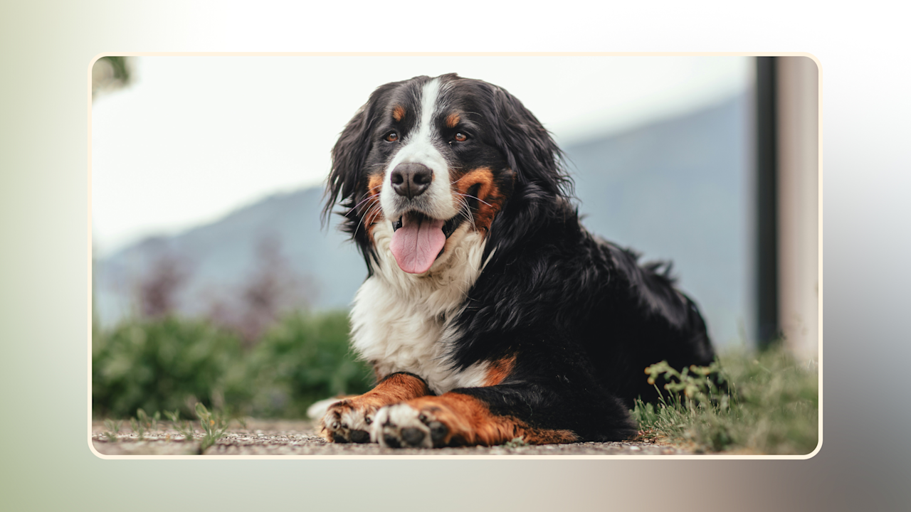 Hero Discover the Best Top-Rated Dog Food v1