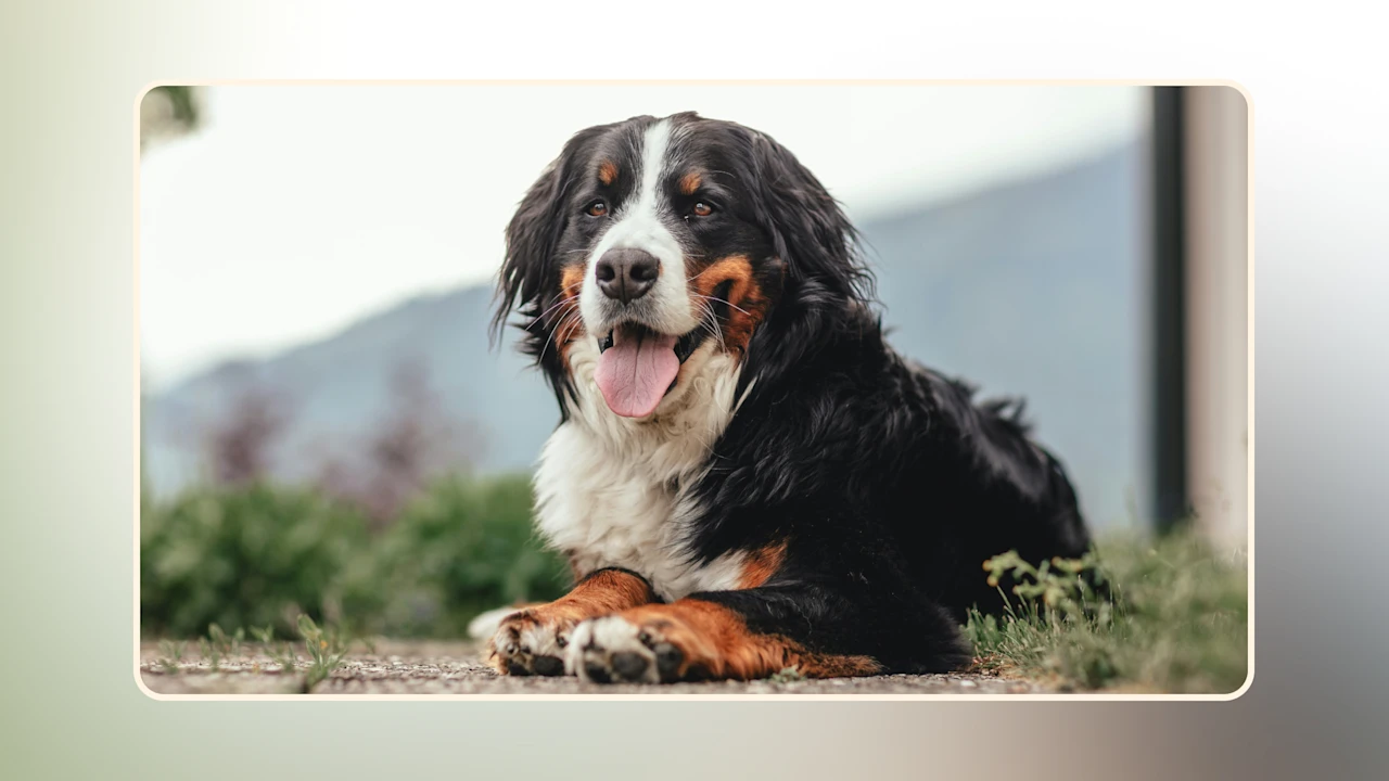 Hero Discover the Best Top-Rated Dog Food v1