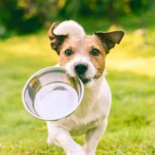 Puppy and Bowl