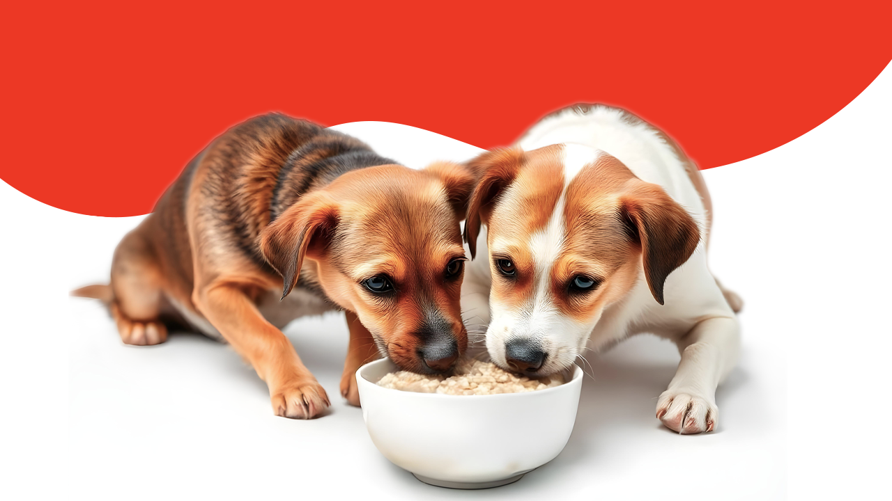 Can Dogs Eat Oatmeal Learn the Facts We Feed Raw