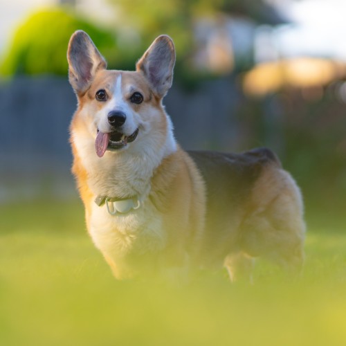 Corgi