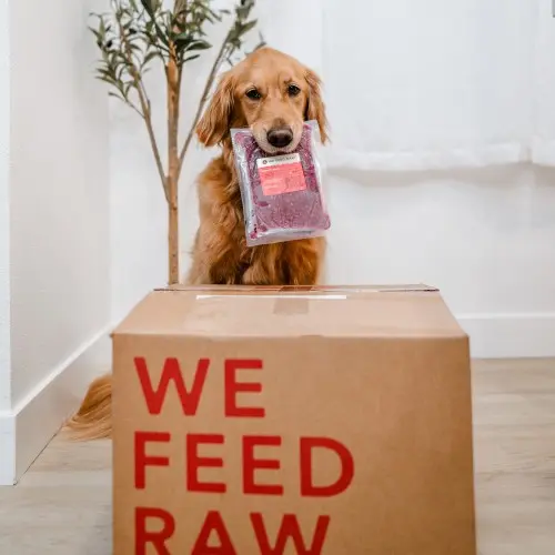 @mygoldenadventure box and dog and product 2