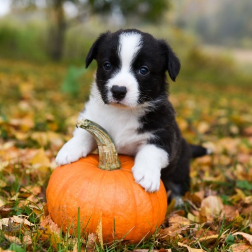 Puppy with Pumpkin