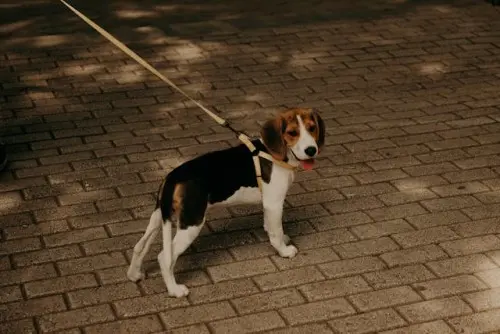 Beagle on leash
