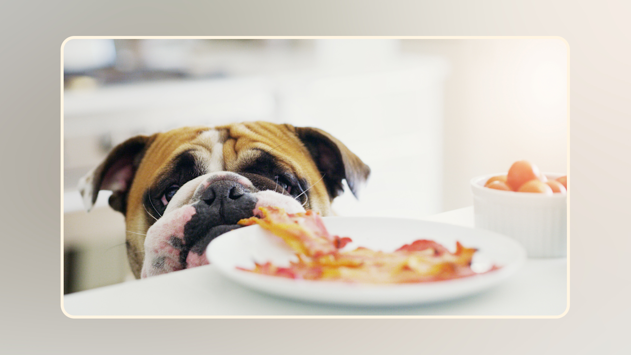 Hero Can Dogs Eat Bacon v1