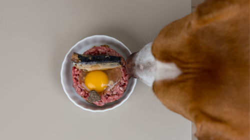Can Dogs Eat Raw Eggs? I We Feed Raw