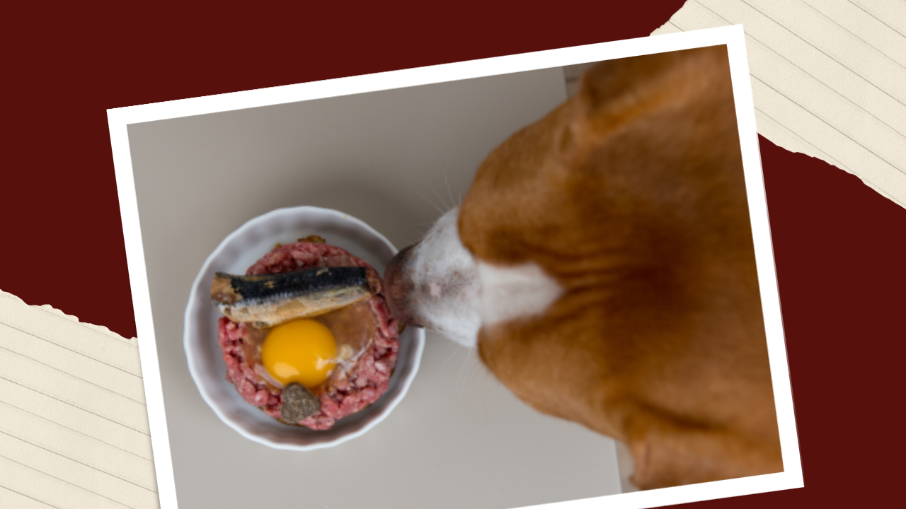 can pitbull puppies eat raw eggs? 2