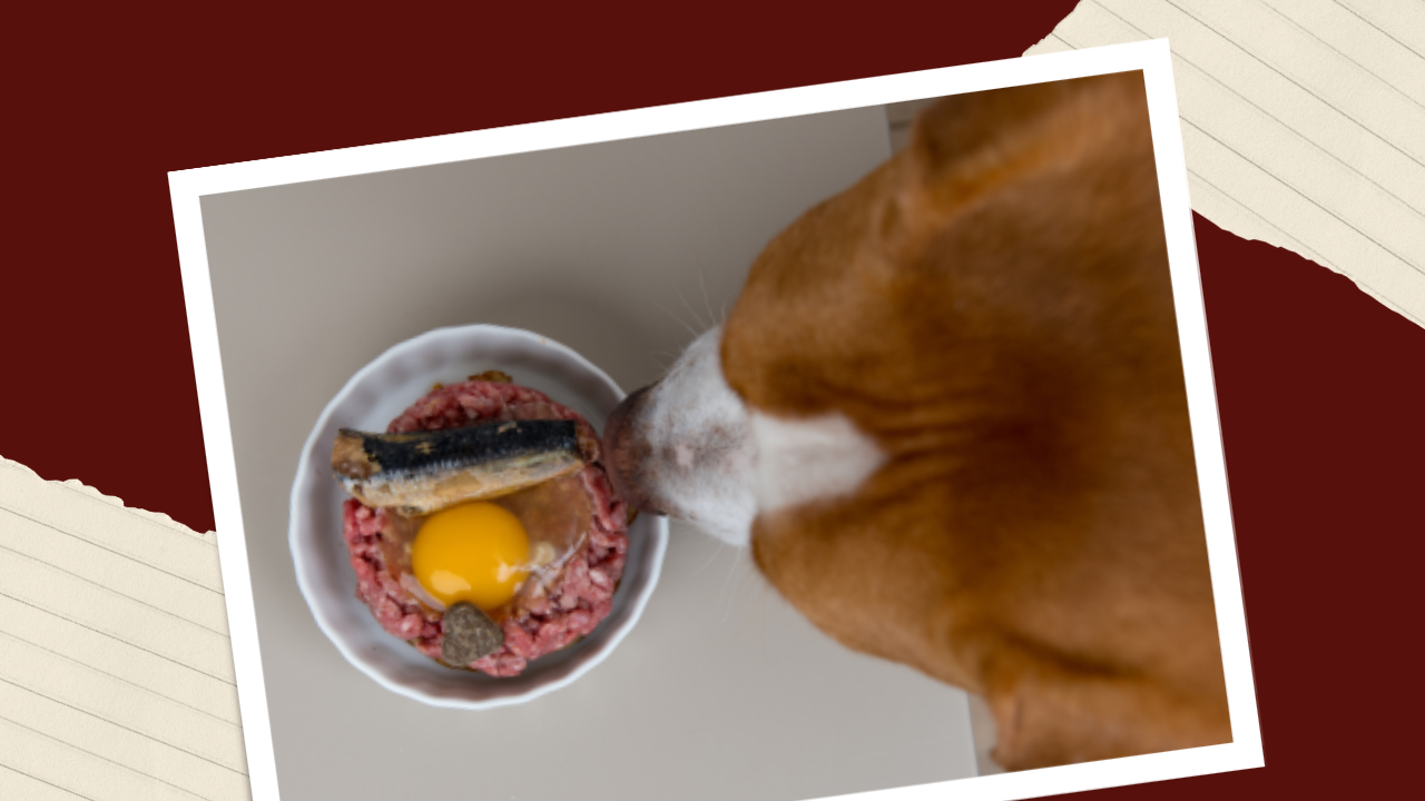 Can dogs eat raw eggs? 