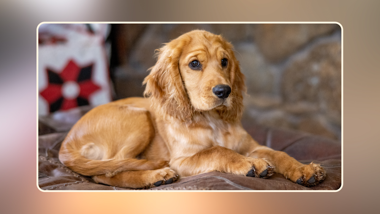 Hero What Is the Best Dog Food for Digestive Problems v2