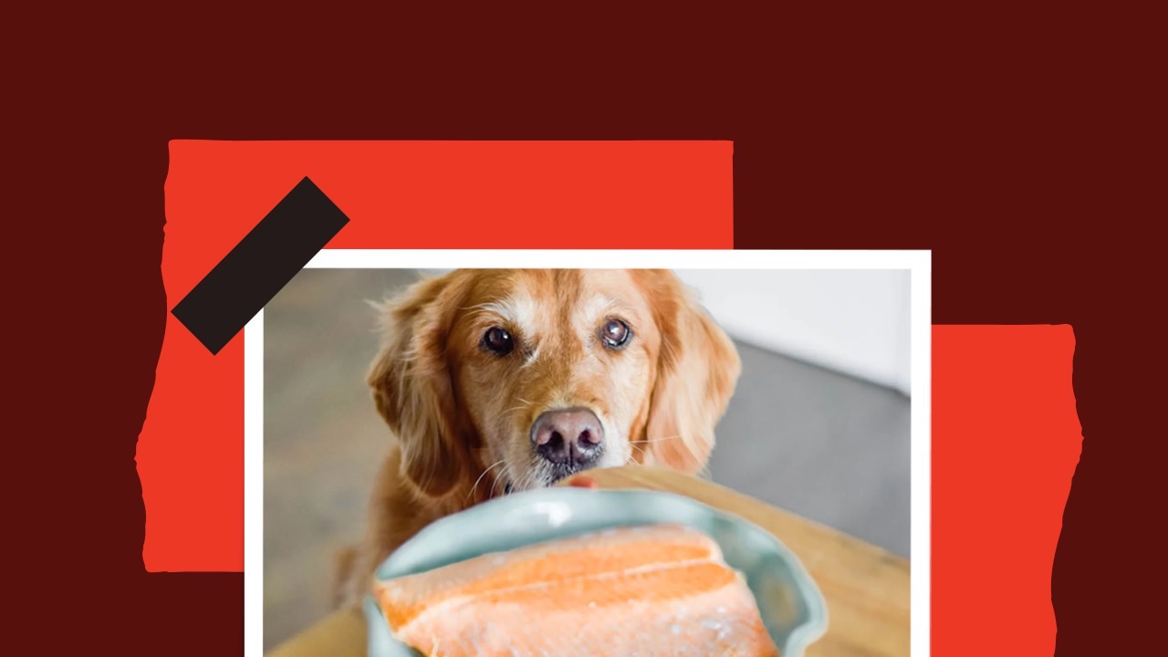 Can Dogs Eat Tuna A Comprehensive Guide for Pet Owners