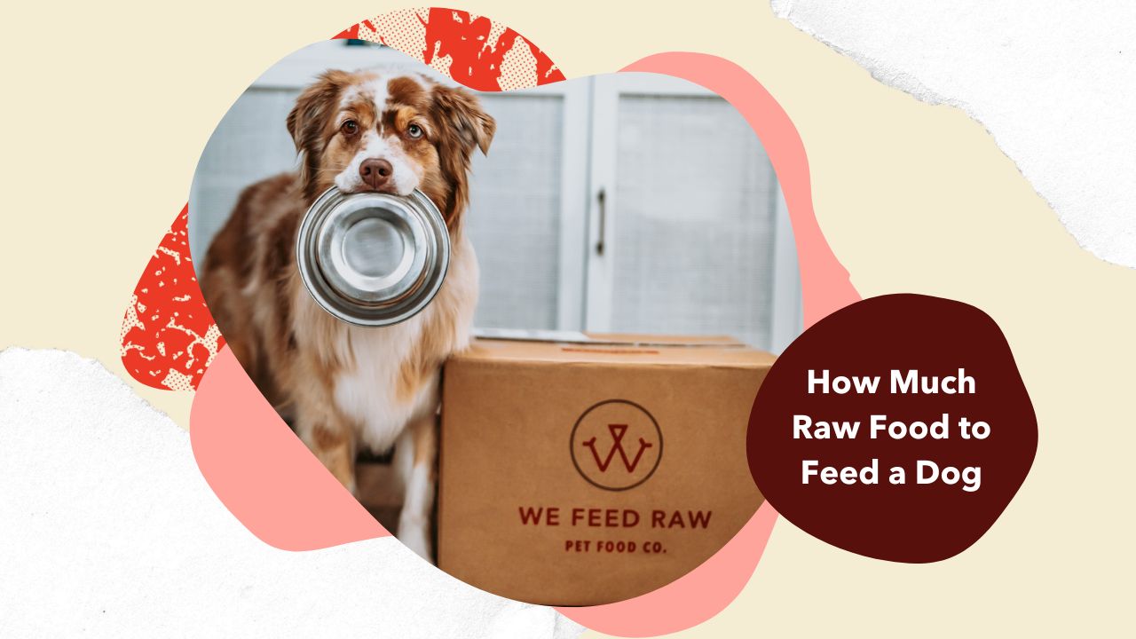 Dog raw outlet food diet plan