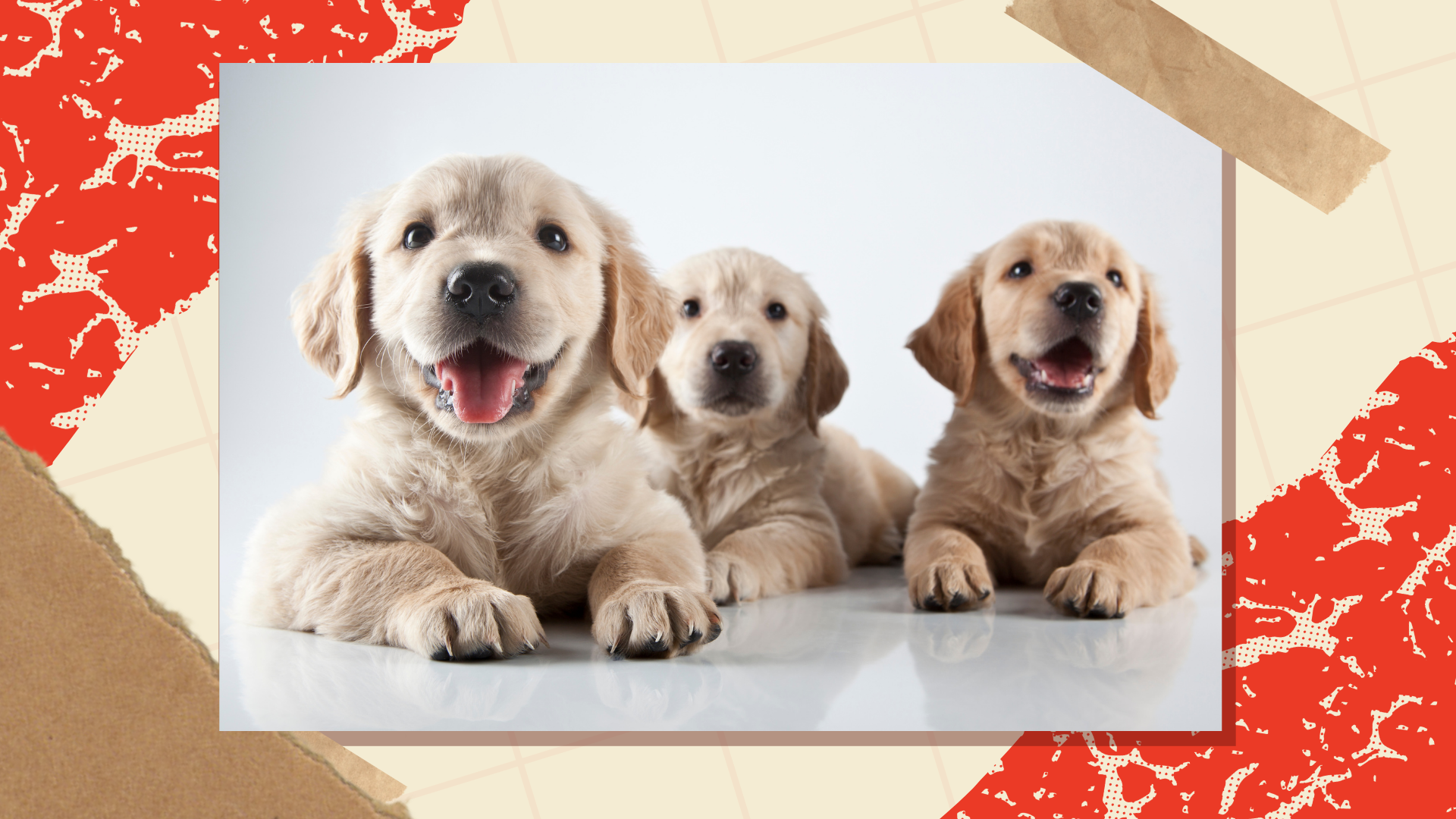National Puppy Day Blog