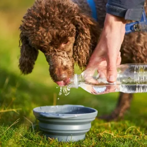 Getting Enough Water