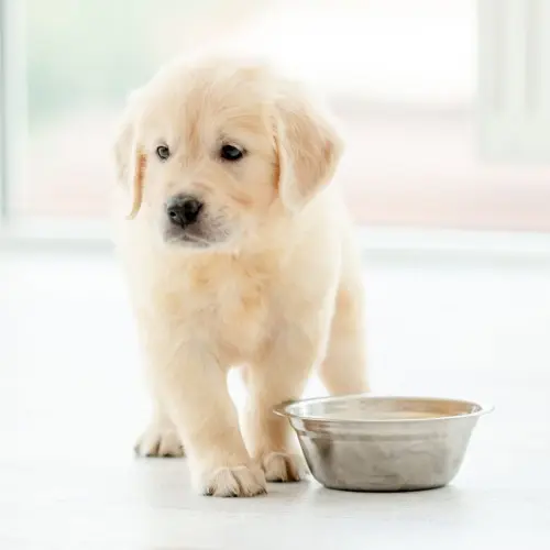 Puppy