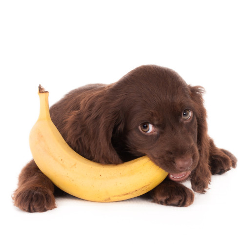 Why are bananas bad for clearance dogs