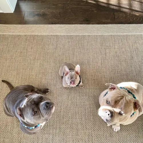BamBam and Friends