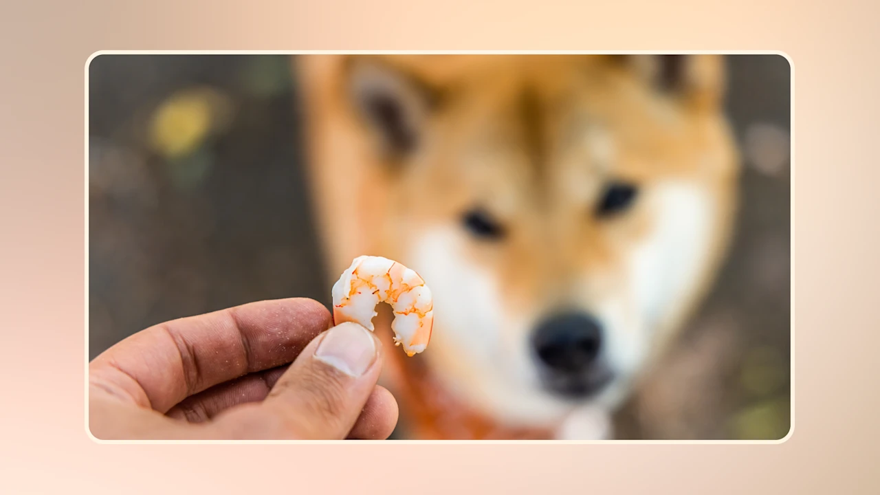 Can Dogs Eat Shrimp v1