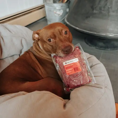 Brown Dog
