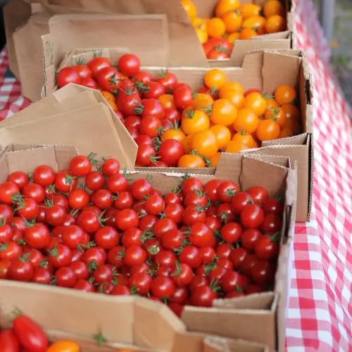 Red and Orange Tomatoes