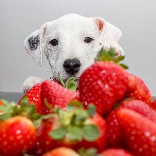 Dog and Strawberries