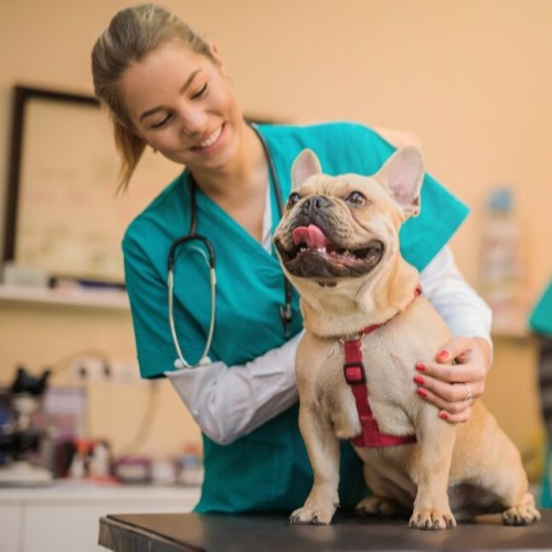 Veterinarian 