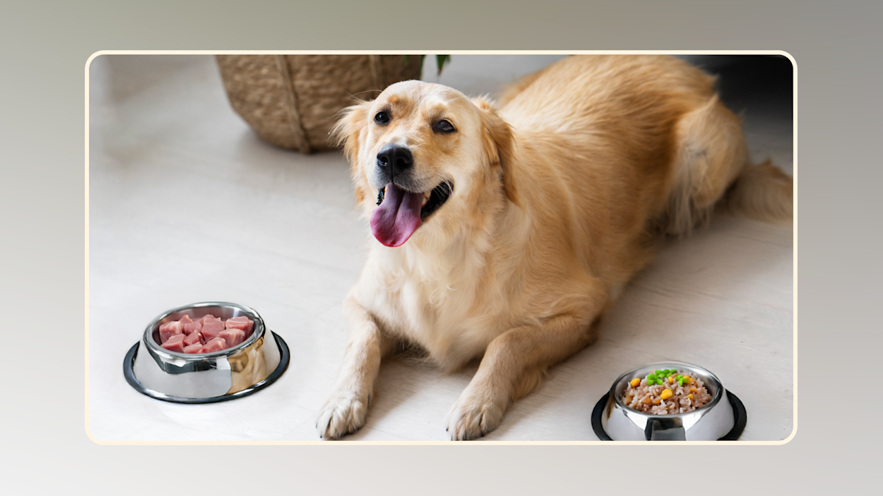 Blog Page Overhaul Raw vs. Fresh Dog Food Understanding the Differences v1